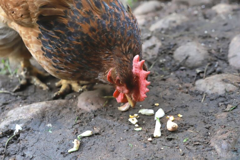 a chicken eating garlic