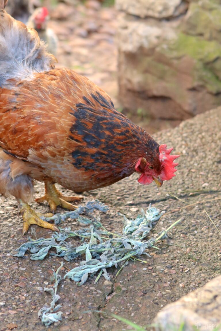 a hen eating dried mint
