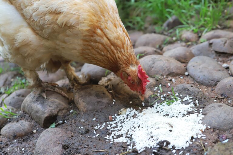 a hen eating rice