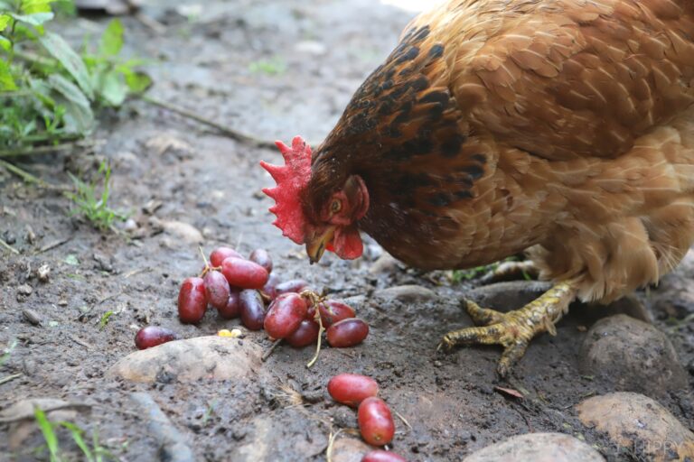 a hen eating some grapes