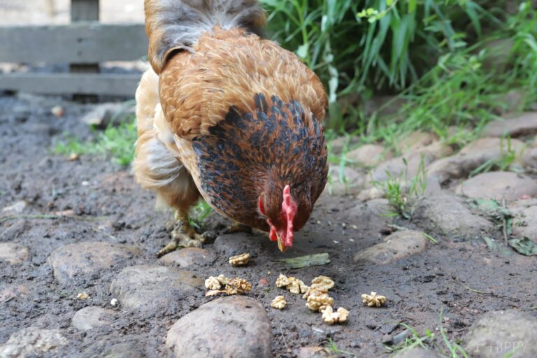 a hen eating walnuts