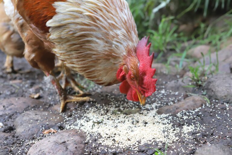 a rooster eating quinoa