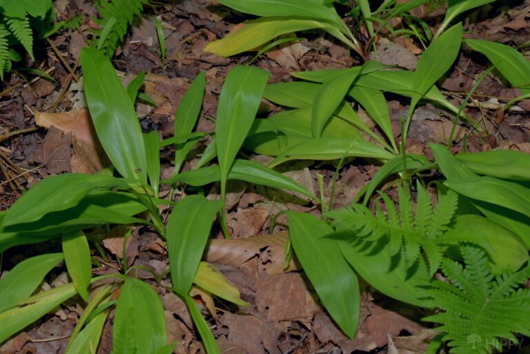 a small cluster of ramps