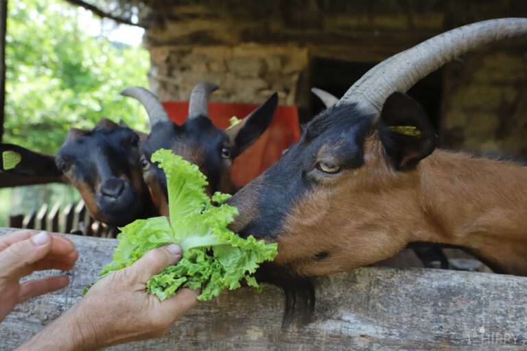 an Alpine goat eating lettuce