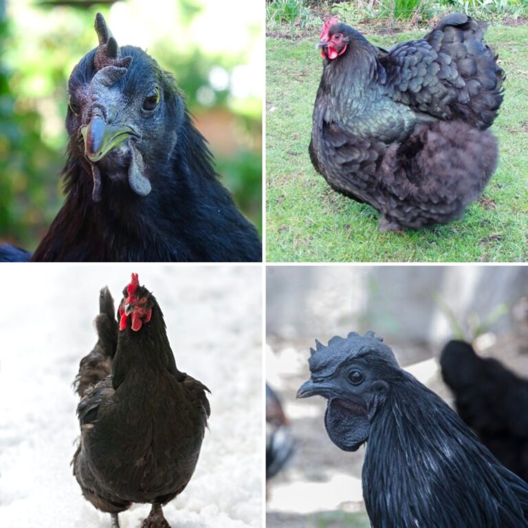 black chicken breeds collage