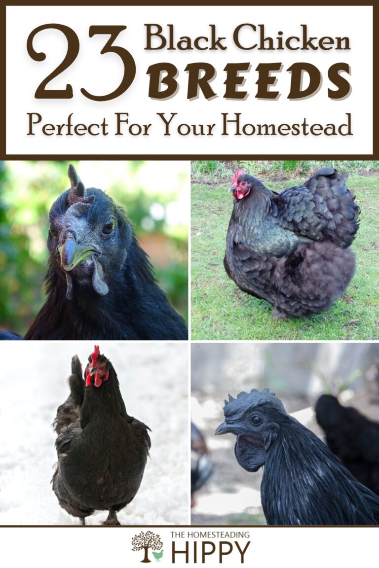 black chicken breeds pinterest