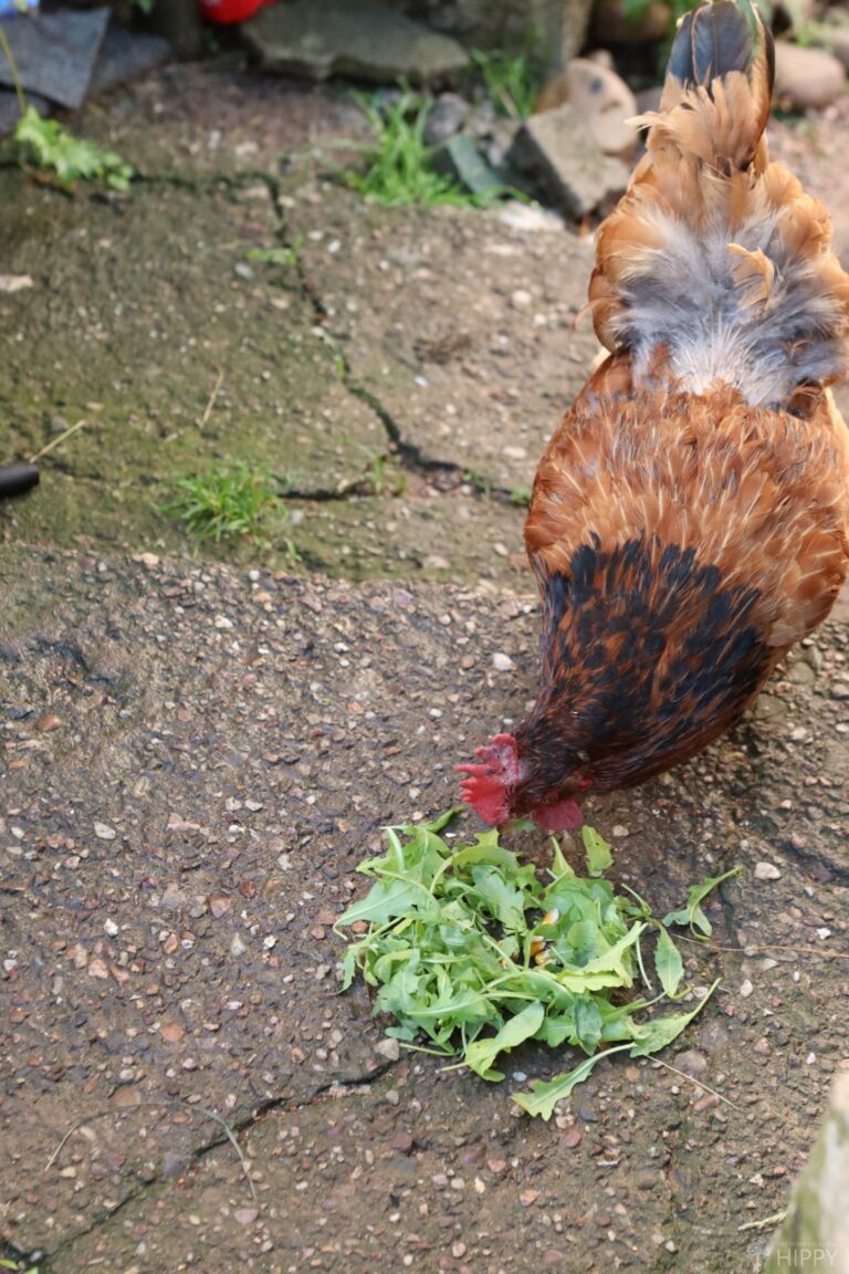 chicken eating arugula