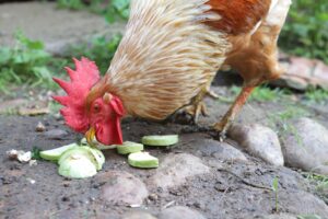 rooster eating sliced zucchini