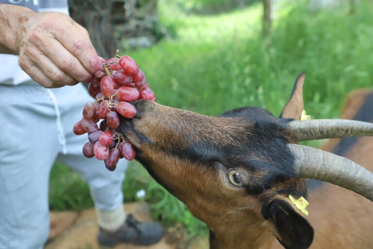 feeding grapes to a goat