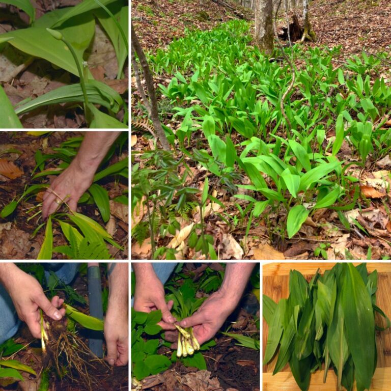 foraging for ramps collage