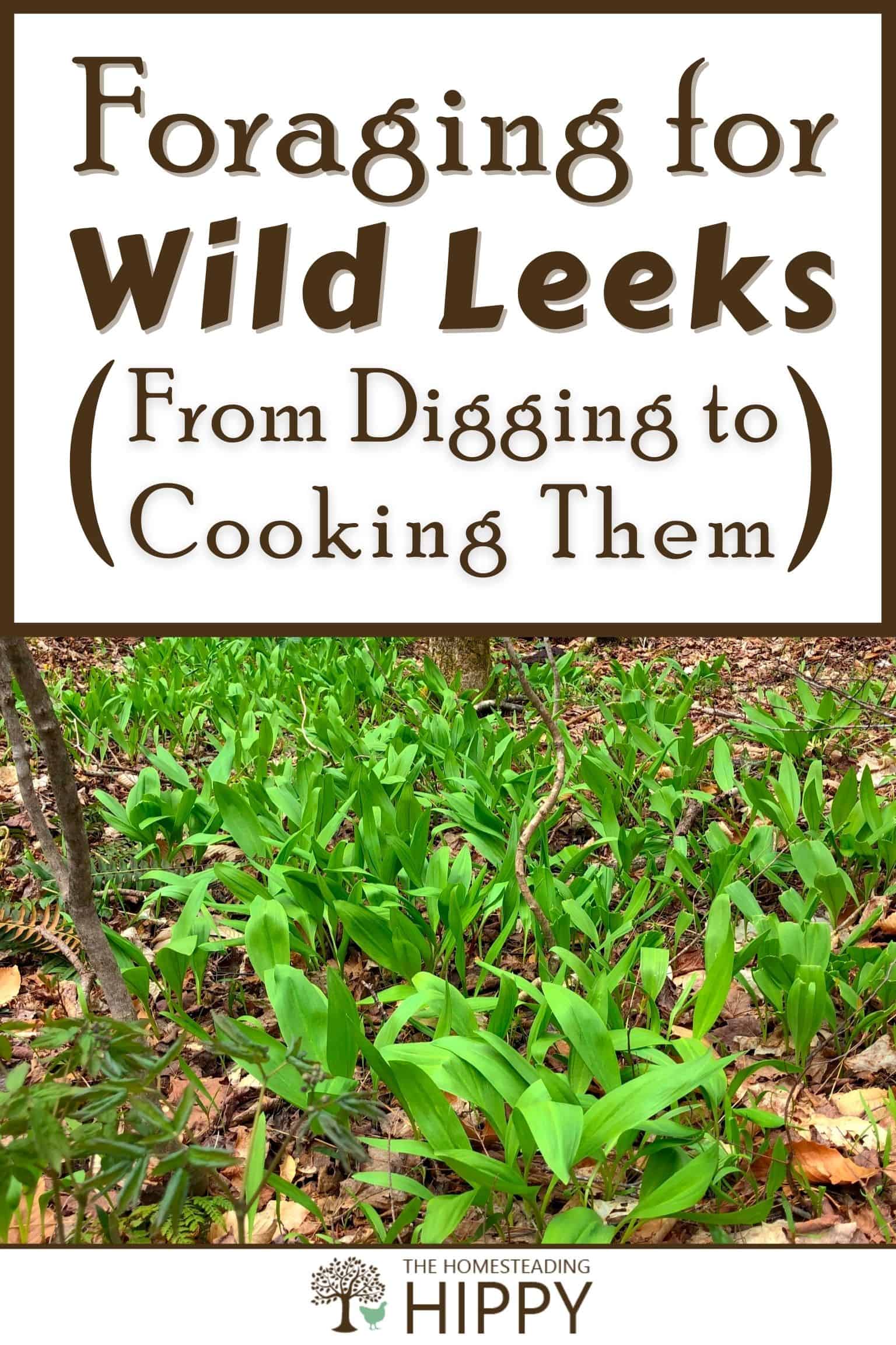 foraging for ramps pinterest