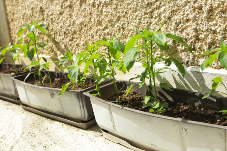 peppers growing in containers in a sunny spot
