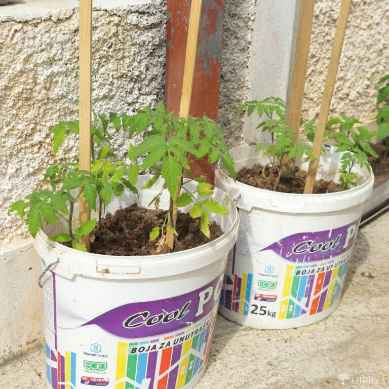 tomatoes growing in two plastic paint buckets