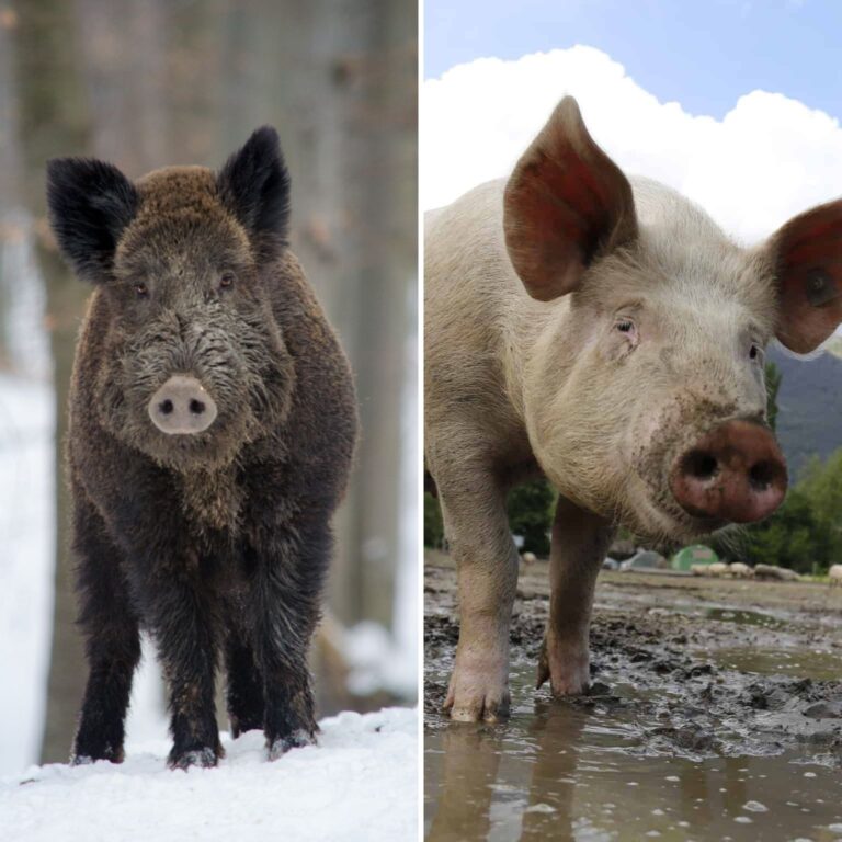 wild boar vs pig collage