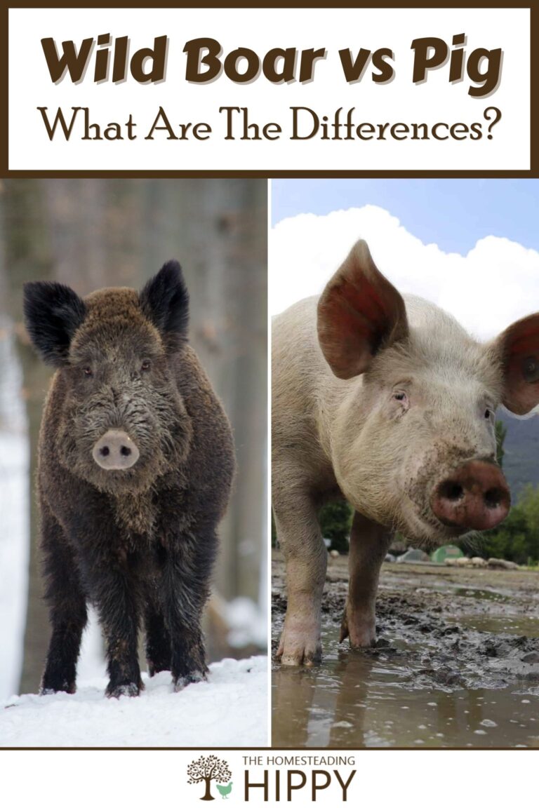 wild boar vs pig pinterest