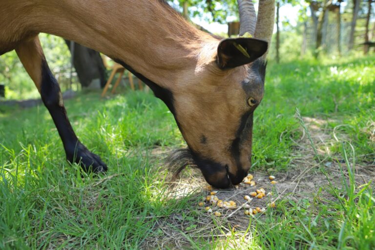 a goat eating corn kernels