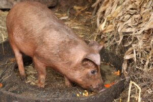a piglet eating some corn and tomatoes