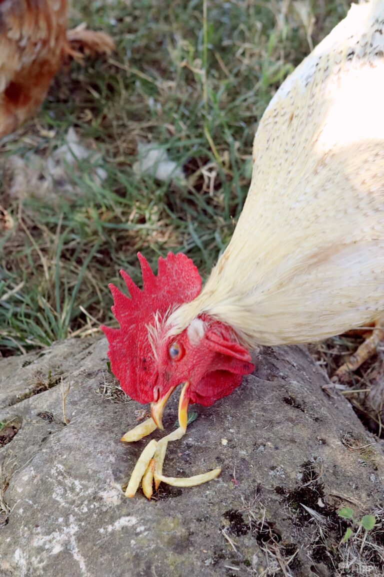 a rooster eating french fries