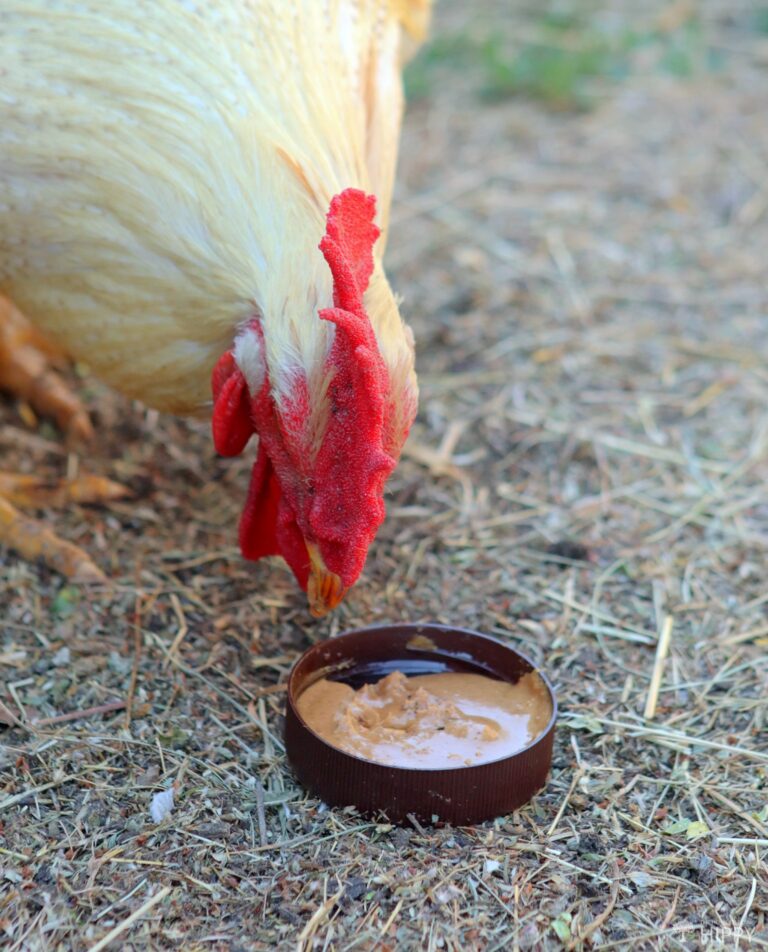 a rooster eating peanut butter