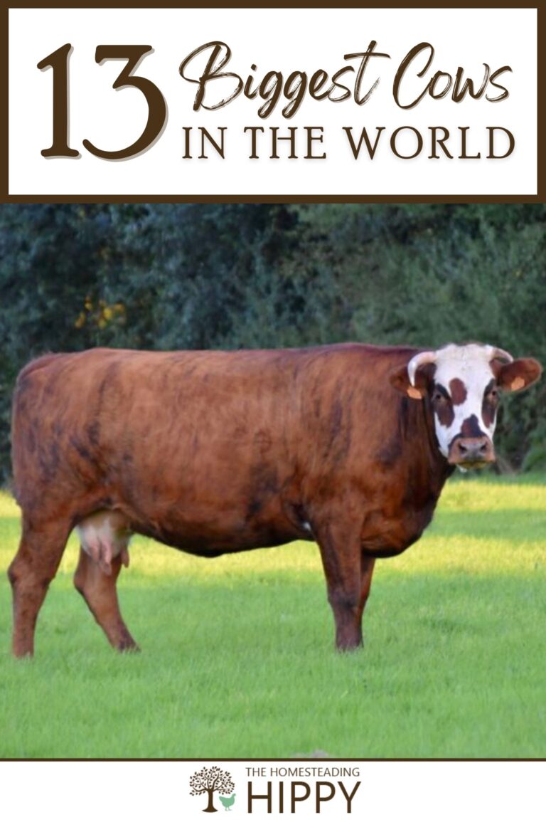 biggest cow breeds pinterest