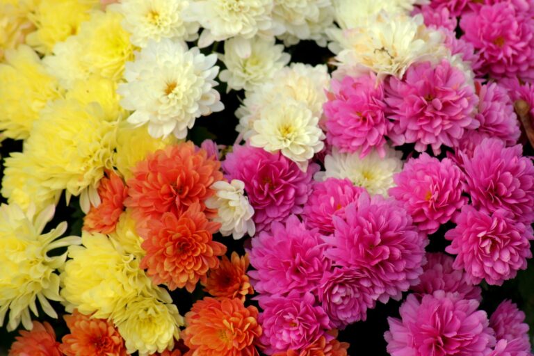 multicolored chrysanthemum flowers