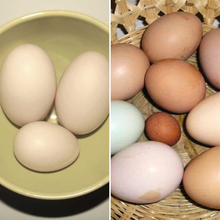 a bowl of duck eggs and a basket of chicken eggs