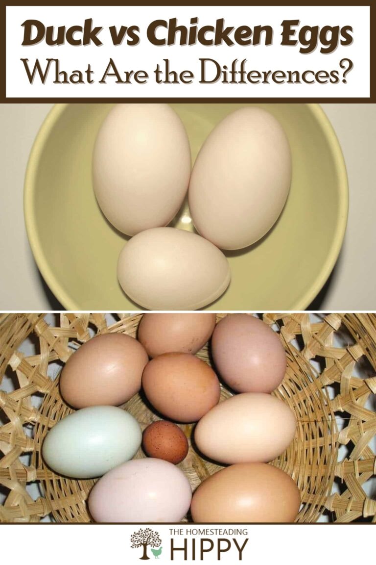 differences between duck eggs vs chicken eggs pinterest