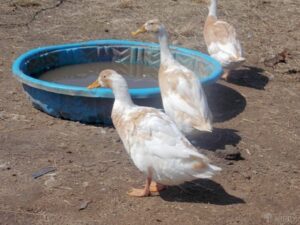 ducks near a duck pool