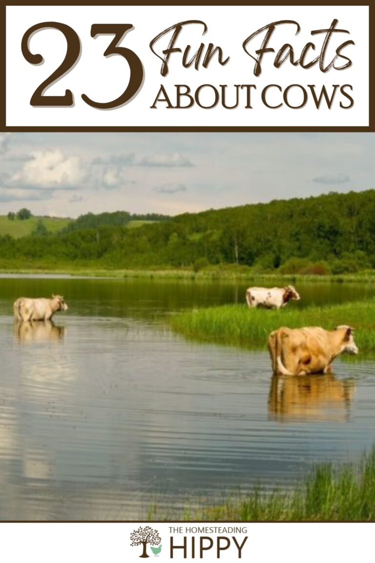 fun facts about cows pinterest