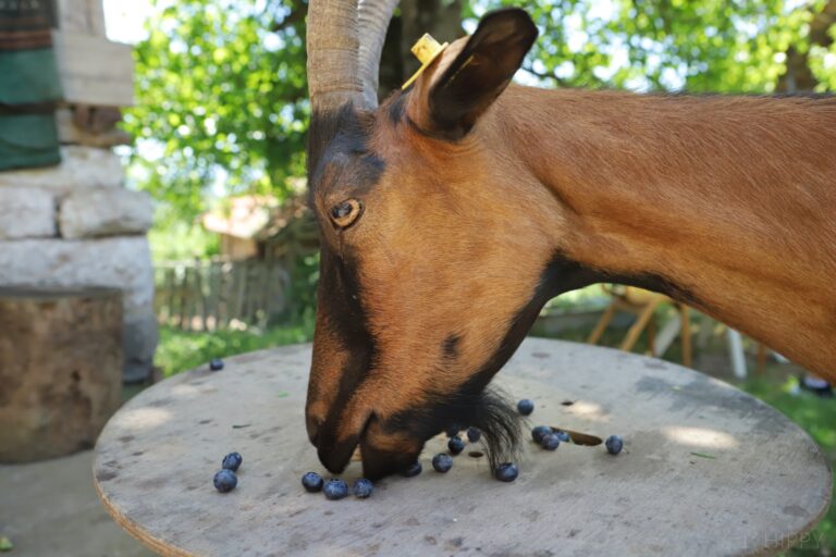 goat eating blueberries