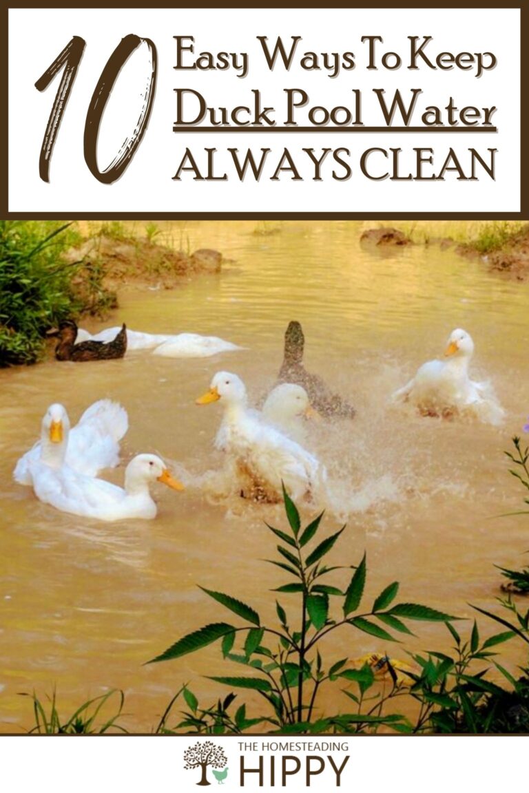 how to keep a duck pond clean pinterest