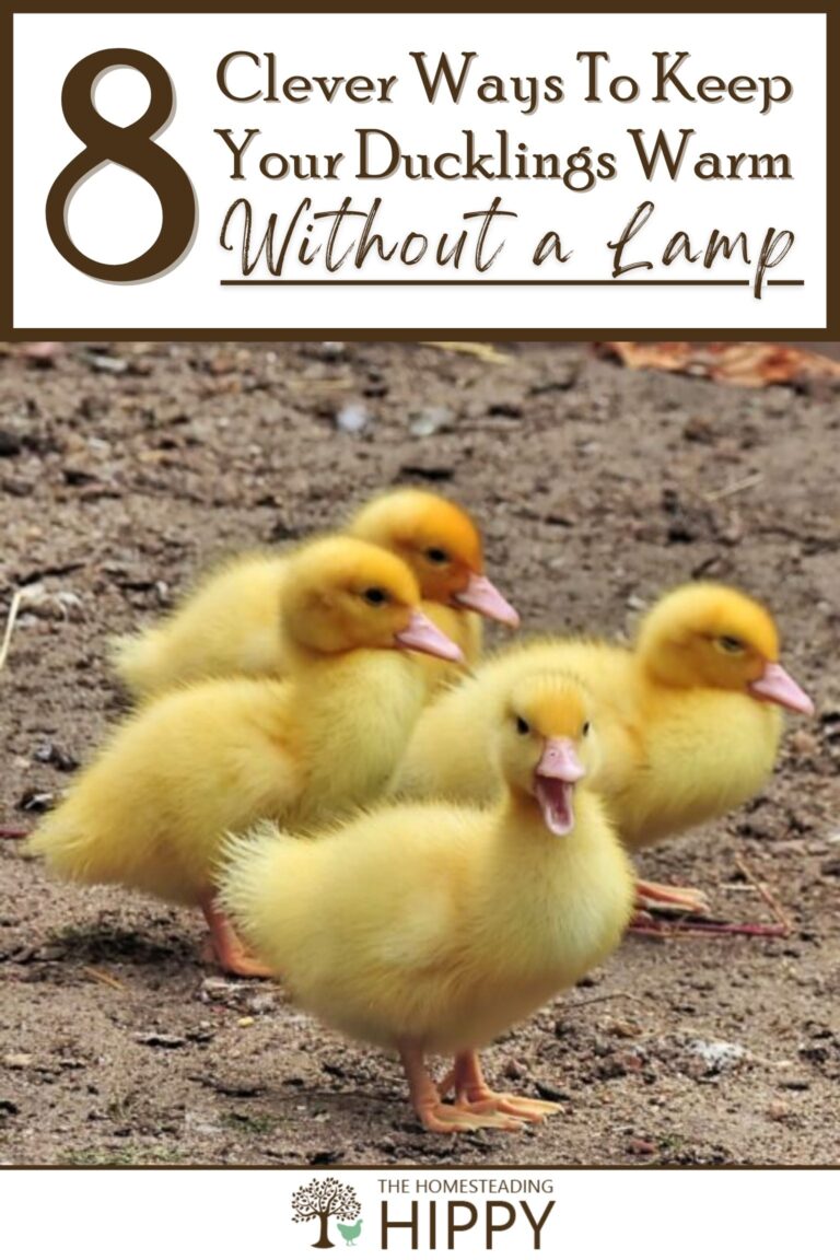 keep ducklings warm without a lamp pinterest