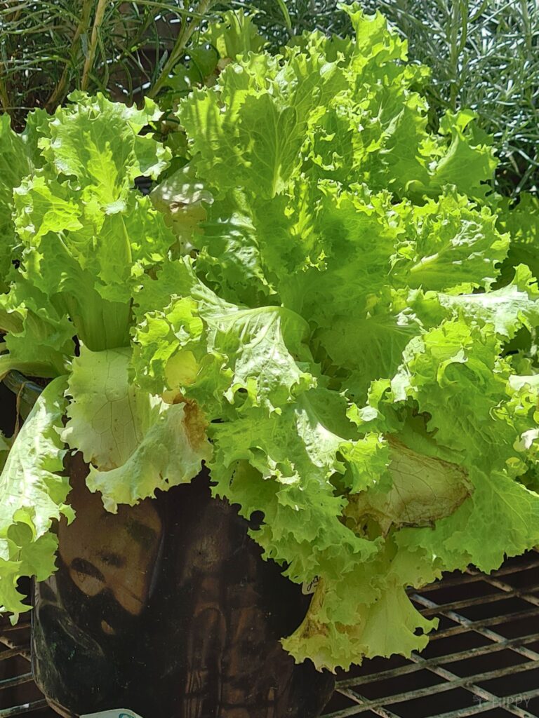 lettuce inside pot outdoors