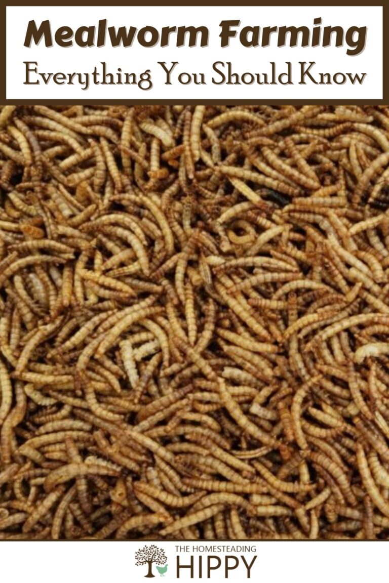 mealworm farming pinterest