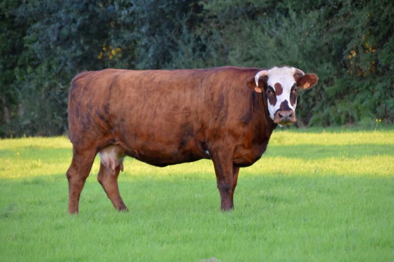 normande cow