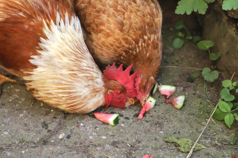 rooster and hen eating watermelon