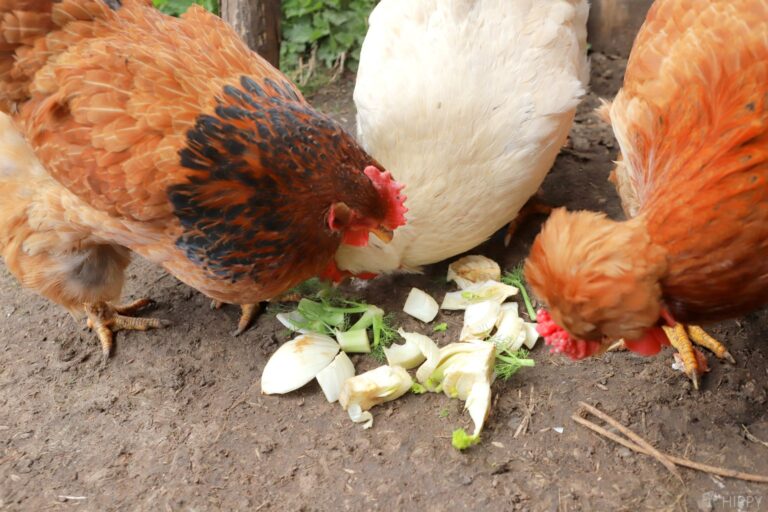some chickens eating fennel