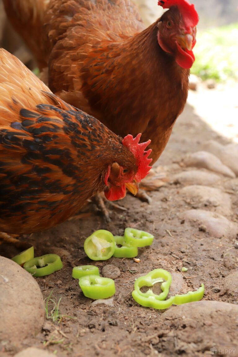 two chickens eating jalapeno peppers