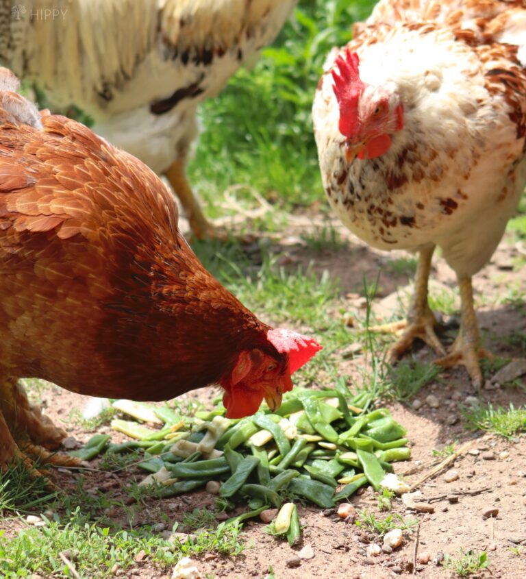 two hens trying some green beans