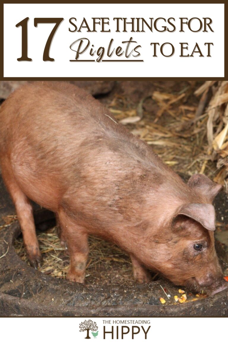 what do piglets eat pinterest