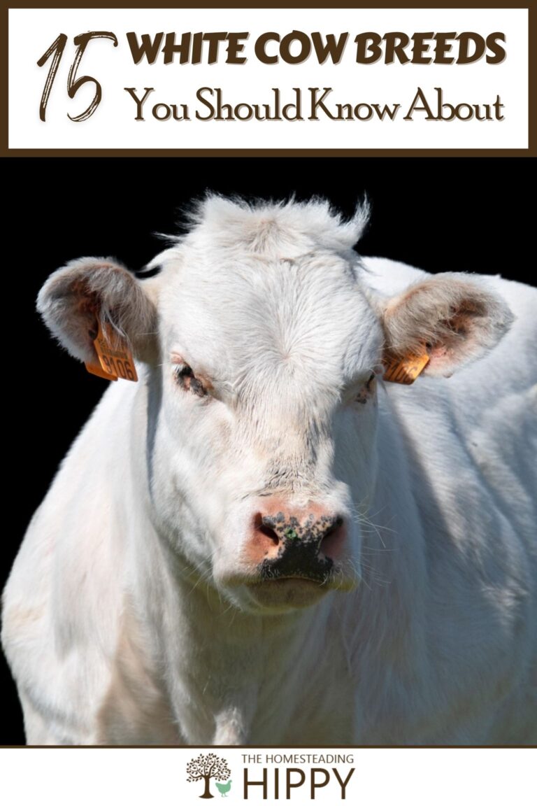 white cow breeds pinterest