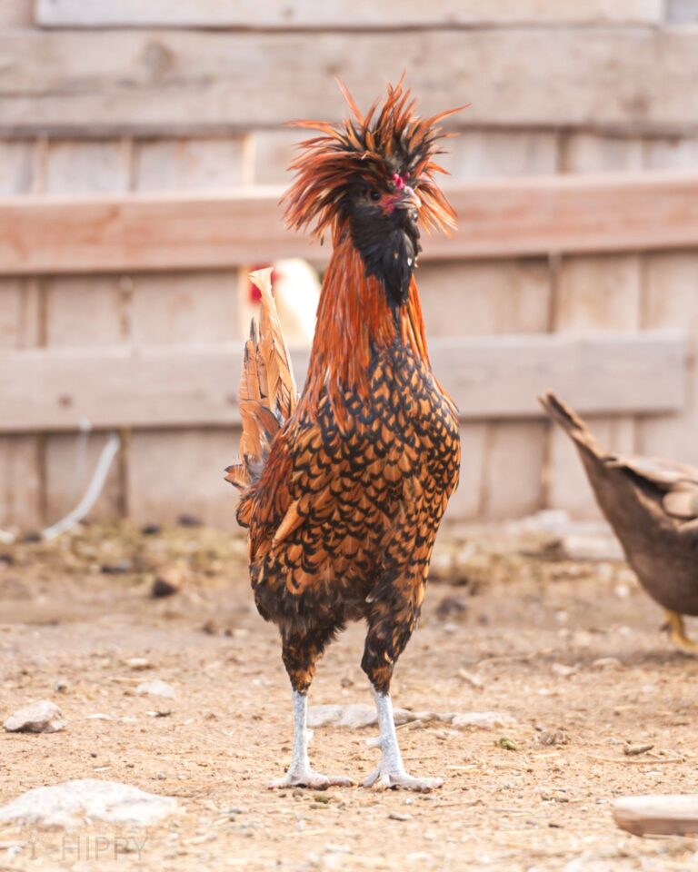 a Polish rooster