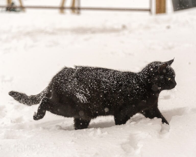 a cat walking through snow