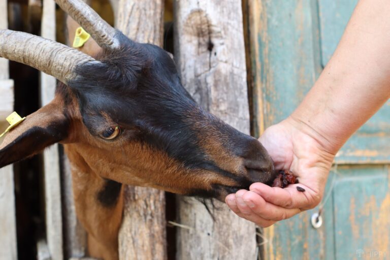 a goat enjoying some raisins