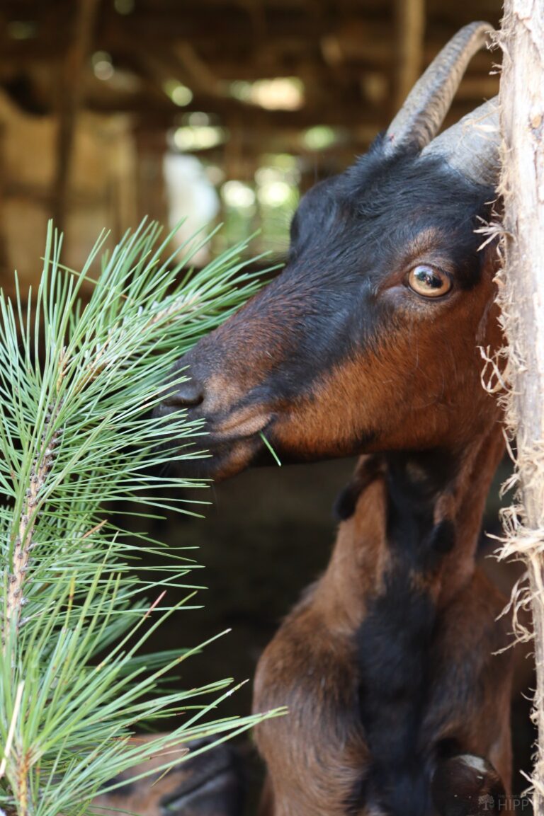 a goat nibbling on some pine needles