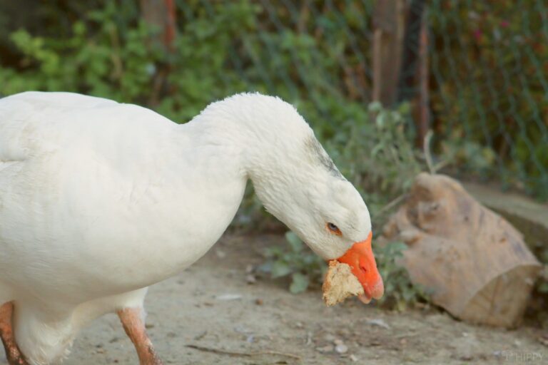 a goose eating a slice of bread
