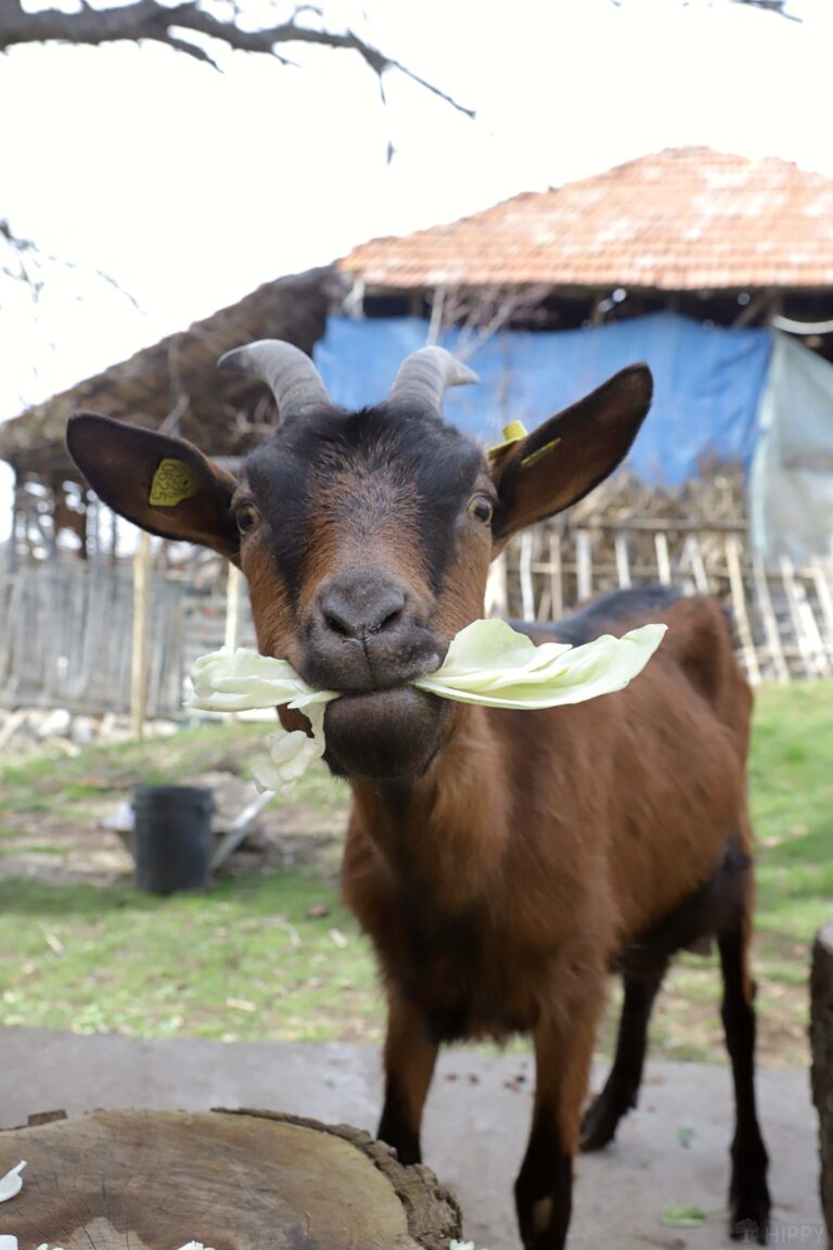 funny-looking goat with cabbage leaf in mouth