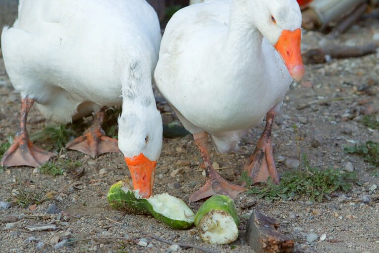 geese eating cucumber