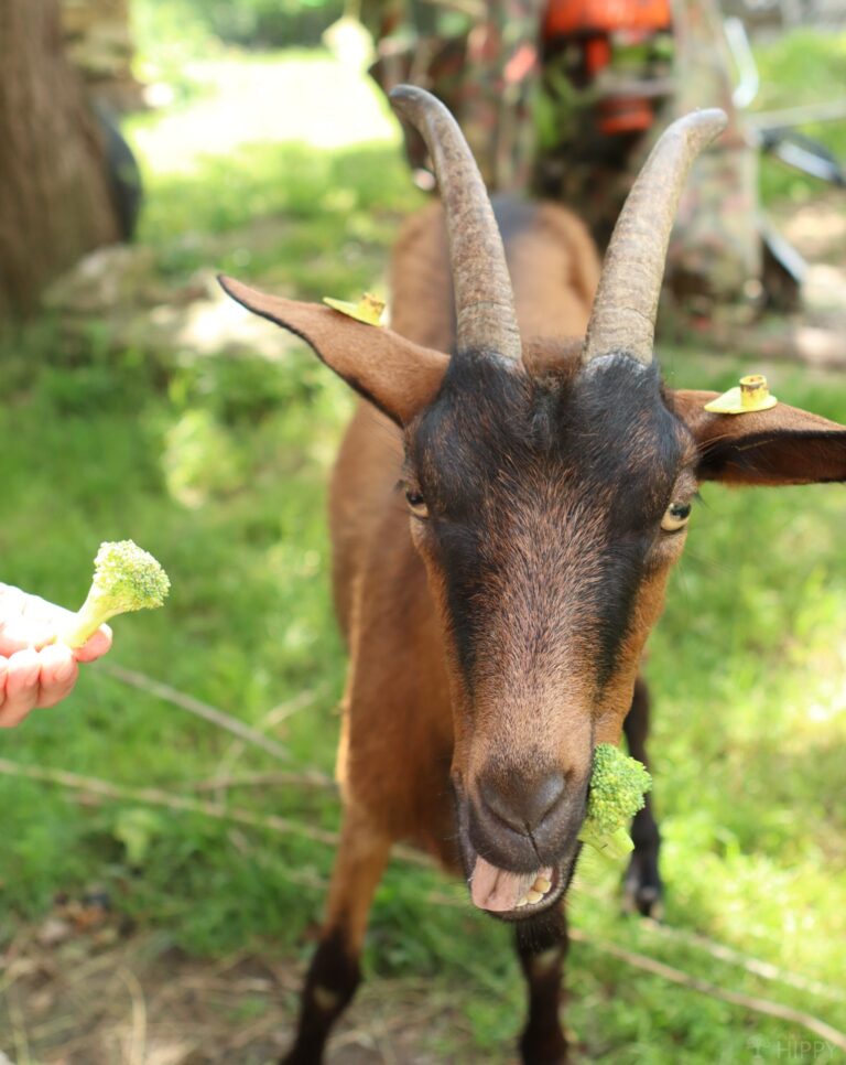 goat eating broccoli
