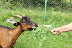 goat enjoying some alfalfa